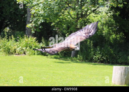 Steinadler schönen Raubvogel, eine mächtige herrliche Vogel Stockfoto