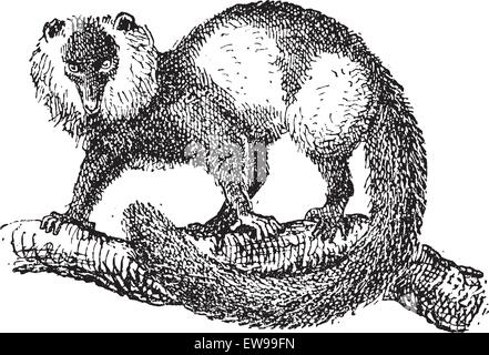 Schwarz-weiß-Ruffed Lemur (Varecia Variegata), graviert Vintage Illustration. Wörter und Sachen - Larive und Fle Stock Vektor