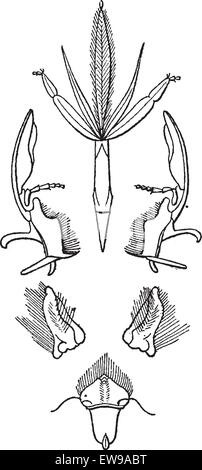 Abb. 2. Insekten, die Mund, Hymenoptera, lecken graviert Vintage Illustration. Wörter und Sachen - Larive und Fleury - Stock Vektor