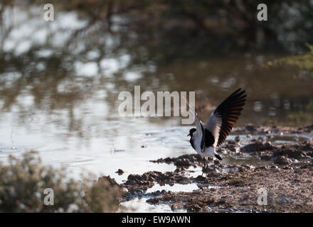 Schmied Kiebitz oder Regenpfeifer Stockfoto