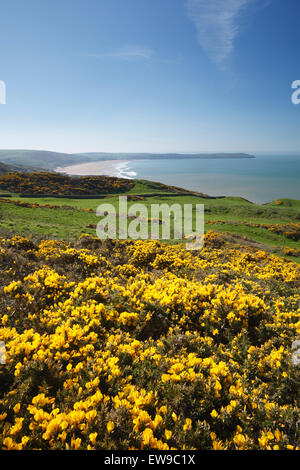 Woolacombe Sandstrand von Morte Punkt. Frühling. Devon. VEREINIGTES KÖNIGREICH. Stechginster (Ulex SP.) in Blüte. Stockfoto