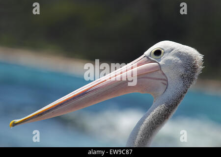 Nahaufnahme von einem australischen Pelikan (Pelecanus Conspicillatus) an der Küste im Süden Durras im Murramarang National Park, Aust Stockfoto