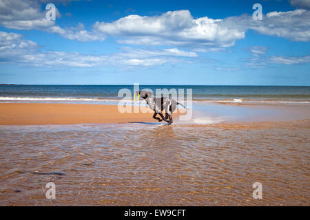 Deutscher Kurzhaariger Vorstehhund Hund auf Embleton Strand Northumberland Stockfoto