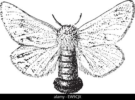 Schwammspinner Lymantria Dispar Alternativ graviert Vintage Illustration. Wörterbuch der Worte und Dinge - Larive und Fleury - 1895 Stock Vektor