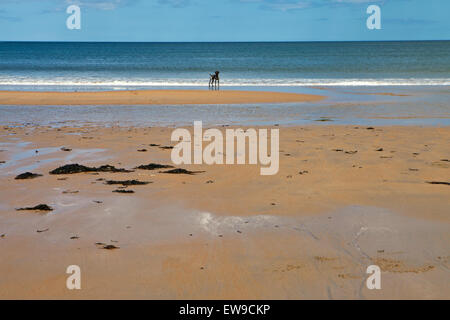 Deutscher Kurzhaariger Vorstehhund Hund auf Embleton Strand Northumberland Stockfoto