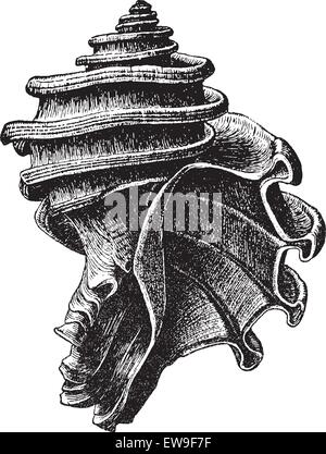 Ecphora Gardnerae ist eine Art von fossilen räuberische Meeresschnecke, einer ausgestorbenen marine Gastropode Molluske in der Familie Muricidae, die r Stock Vektor