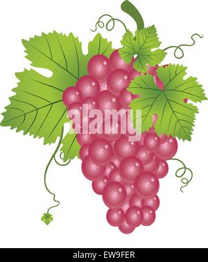 Rote Trauben, Obst-Bündel mit Blätter und Reben, Vektor-illustration Stock Vektor