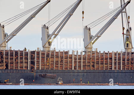 "Diamond Ocean" Frachter laden roh Protokolle im Hafen von Nanaimo, Vancouver Island, Britisch-Kolumbien Stockfoto