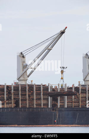 "Diamond Ocean" Frachter laden roh Protokolle im Hafen von Nanaimo, Vancouver Island, Britisch-Kolumbien Stockfoto