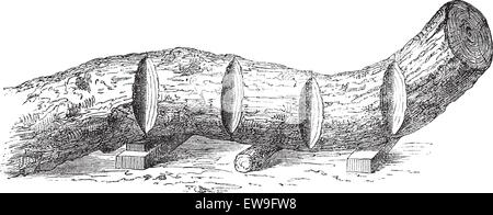 Wie ein Baum in Schnittholz - erfolgt Abschnitte einen gebogenen Baumstamm einschneiden, graviert Vintage Illustration. Le Magasin Pittoresque Stock Vektor