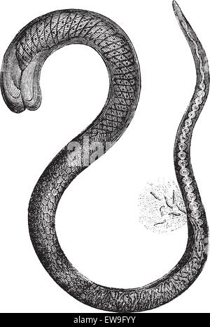 Abb. 2. Trichinella Erwachsenen weiblichen, 150 Mal vergrößerten, Vintage gravierten Abbildung. Magasin Pittoresque 1875. Stock Vektor