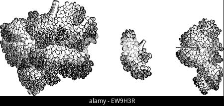Brunner Drüsen, graviert Vintage Illustration. Üblichen Medizin Wörterbuch von Dr. Labarthe - 1885 Stock Vektor
