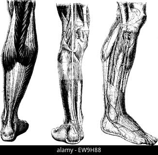 Menschliches Bein zeigen hintere Oberfläche (links), tief Seitzahnbereich (Mitte), und tief anterior region(right), Jahrgang i gestochenen Stock Vektor