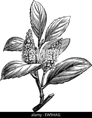 Kirschlorbeer oder Prunus Laurocerasus, graviert mit Blumen, Vintage Abbildung. Üblichen Medizin Wörterbuch von Dr. Labarthe- Stock Vektor