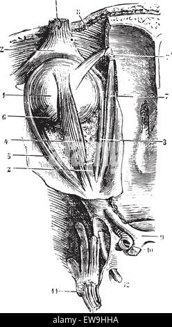 Augenmuskeln, graviert Vintage Illustration. Üblichen Medizin Wörterbuch - Paul Labarthe - 1885. Stock Vektor