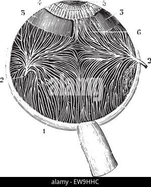 Iriennes und Aderhaut Venen, graviert Vintage Illustration. Üblichen Medizin Wörterbuch - Paul Labarthe - 1885. Stock Vektor