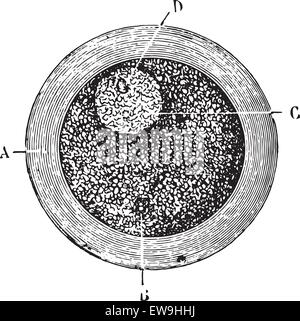 Menschliche Ei oder Ovum, graviert Vintage Illustration. Üblichen Medizin Wörterbuch - Paul Labarthe - 1885. Stock Vektor