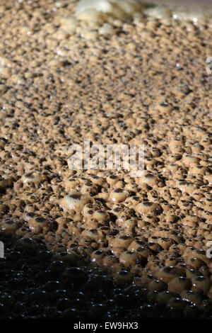 Luftblasen aus der Gärung bei einem rum-Brennerei Stockfoto