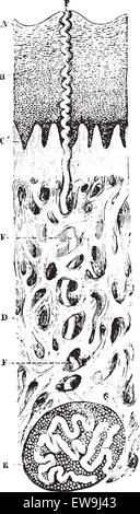 Vertikalschnitt der Haut. (Mikroskop-Ansicht), Jahrgang graviert Abbildung. Üblichen Medizin Wörterbuch von Dr. Labarthe - 1885. Stock Vektor