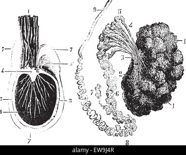 Querschnitt durch die Hoden, Nebenhoden und Tunica Vaginalis, Vintage graviert Abbildung. Üblichen Medizin Wörterbuch von Dr. Lab Stock Vektor