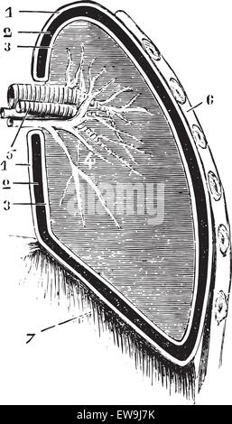 Vertikalschnitt der Lunge und Pleura (schematische Abbildung), Vintage gravierten Abbildung. Üblichen Medizin Wörterbuch von Dr. Labar Stock Vektor