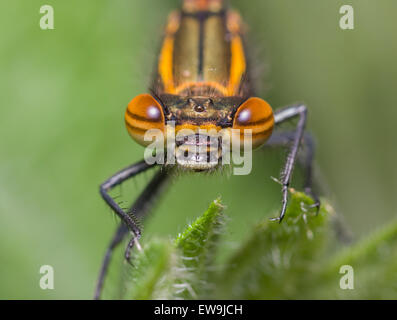 Yrrhosoma Nymphula großen roten Damselfly hautnah Nesselblatt Stockfoto