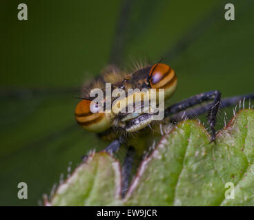 Yrrhosoma Nymphula großen roten Damselfly hautnah Nesselblatt Stockfoto