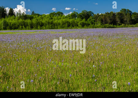 Wiese von native Camassisa Quamash in voller Blüte Stockfoto