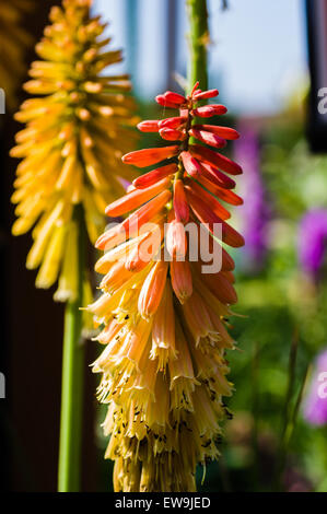 Tritoma oder Rot-heiße Poker-Blume in voller Blüte Stockfoto