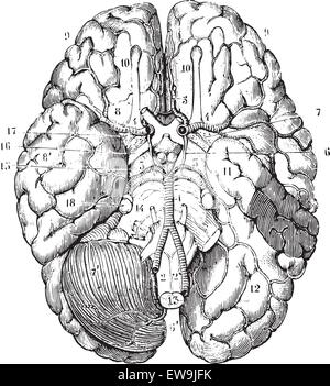 Basis des Gehirns, Vintage gravierten Abbildung. Üblichen Medizin Wörterbuch von Dr. Labarthe - 1885. Stock Vektor