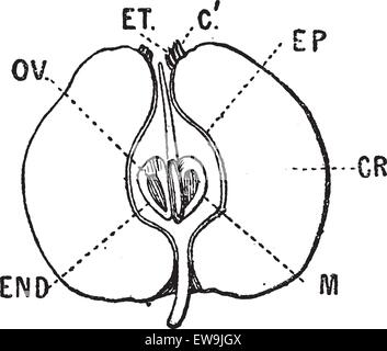 Apple Vertikalschnitt, graviert Vintage Illustration. Wörter und Sachen - Larive und Fleury - 1895. Stock Vektor