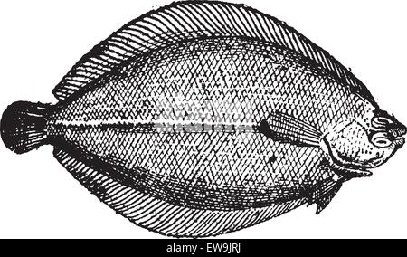 Raute oder Brill, graviert Vintage Illustration. Wörter und Sachen - Larive und Fleury - 1895. Stock Vektor