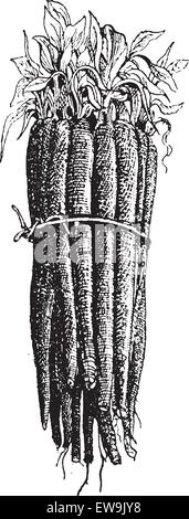 Schwarzwurzeln oder Scorzonera Hispanica oder spanische Schwarzwurzel oder schwarz Oyster-Anlage oder Schlange Wurzel oder der Viper Kraut Vipers Rasen Stock Vektor