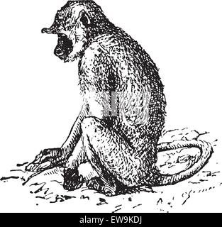 Graue Languren oder Semnopithecus oder Hanuman Languren, graviert Vintage Illustration. Wörter und Sachen - Larive und Fle Stock Vektor