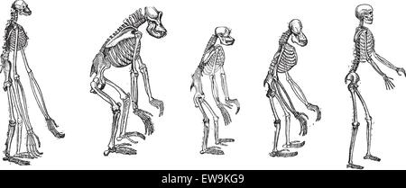 Alten gravierte Darstellung des Vergleichs des größten Affen Skelett mit menschlichen Skelett.  Die Skelette von Gibbon, Gorilla, C Stock Vektor