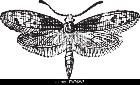 Nachtfalter Schmetterling oder Liphyra Brassolis graviert Vintage Illustration. Wörterbuch der Worte und Dinge - Larive und Fleury - 1895 Stock Vektor