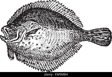 Steinbutt oder Scophthalmus Maximus, graviert Vintage Illustration. Wörterbuch der Worte und Dinge - Larive und Fleury - 1895 Stock Vektor