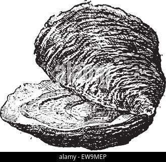 Auster (zweischalige Molluske), Vintage gravierten Abbildung. Wörter und Sachen - Larive und Fleury - 1895. Stock Vektor