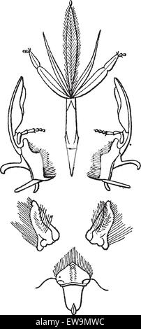 Abb. 2. Insekten, die Mund, Hymenoptera, lecken graviert Vintage Illustration. Wörter und Sachen - Larive und Fleury - Stock Vektor