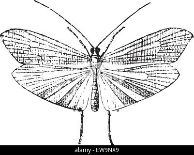 Caddisfly, Vintage gravierten Abbildung. Wörter und Sachen - Larive und Fleury - 1895. Stock Vektor