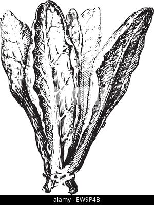 Mangold oder Mangold oder silverbeet oder ewigen Spinat oder Mangold oder Krabbe Zuckerrüben oder Seakale Zuckerrüben, Vintage eingravierten Abbildung. Wörterbuch der Wörter und Dinge - Larive und Fleury - 1895. Stock Vektor