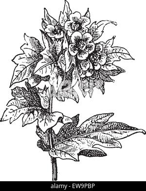 Bilsenkraut (Hyoscyamus Niger) oder stinkenden Nachtschatten oder Schwarzes Bilsenkraut, graviert Vintage Illustration. Wörter und Sache Stock Vektor