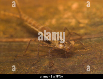 Coenagrion Hastulatum Nymphe nördlichen Damselfly unter Wasser Stockfoto