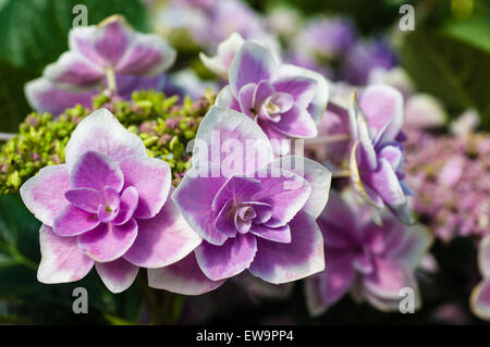 Nahaufnahme von Blaue Hortensie Blüten und Knospen Stockfoto