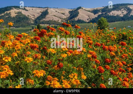 Ein Feld von Ringelblumen blühen vor Bergen Stockfoto