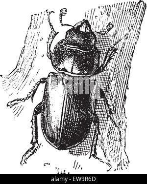Hirschkäfer, graviert Vintage Illustration. Wörter und Sachen - Larive und Fleury - 1895. Stock Vektor