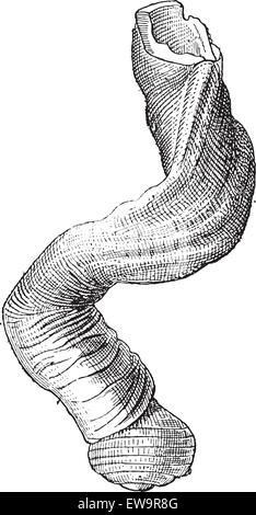 Magilus Coral Schnecke oder Magilus Antiquus, graviert Vintage Illustration. Wörter und Sachen - Larive und Fleury - 189 Stock Vektor