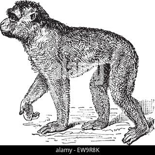 Berberaffe oder Macaca Sylvanus, graviert Vintage Illustration. Wörterbuch der Worte und Dinge - Larive und Fleury - 1895 Stock Vektor