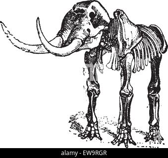 Mastodon oder Mammut sp., Skelett, Vintage eingravierten Abbildung. Wörterbuch der Wörter und Dinge - Larive und Fleury - 1895 Stock Vektor