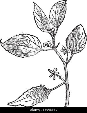 Hackberry oder Prunus padus, Blumen, Vintage eingravierten Abbildung. Wörterbuch der Wörter und Dinge - Larive und Fleury - 1895 Stock Vektor